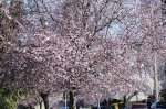 mar_cherry_blossoms2.jpg