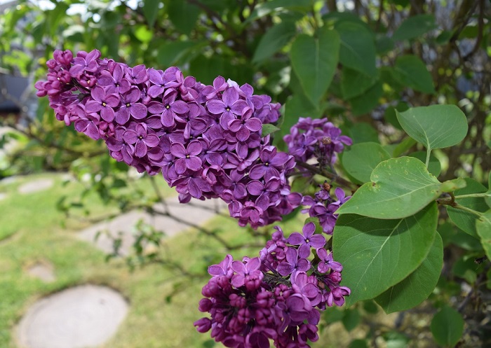 Lilacs bursting with colour and fragrance!