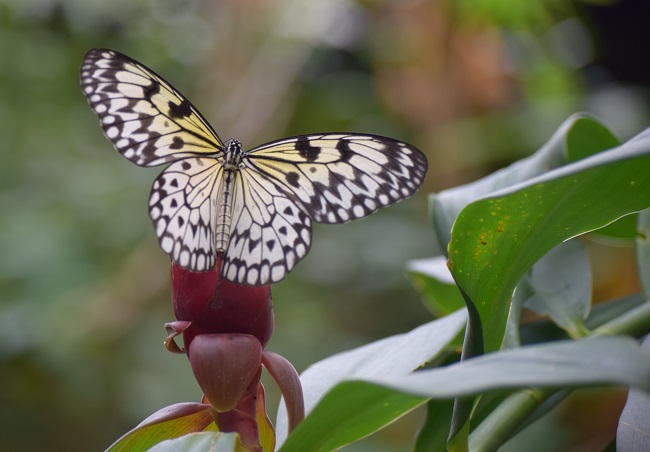 One of many butterflies at Butterfly Gardens in Victoria