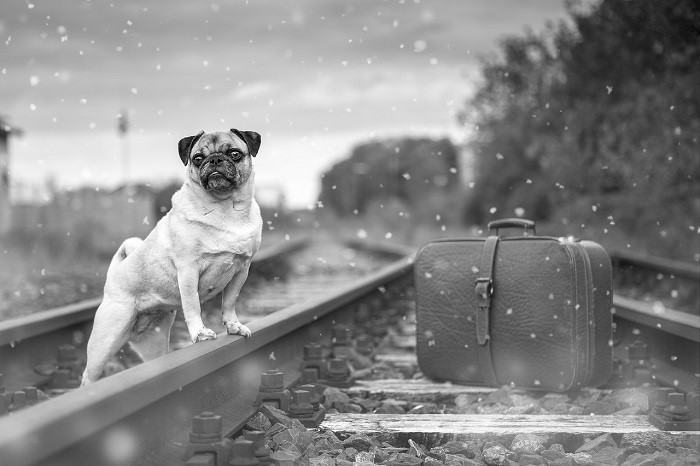 Dog with a suitcase on railroad tracks