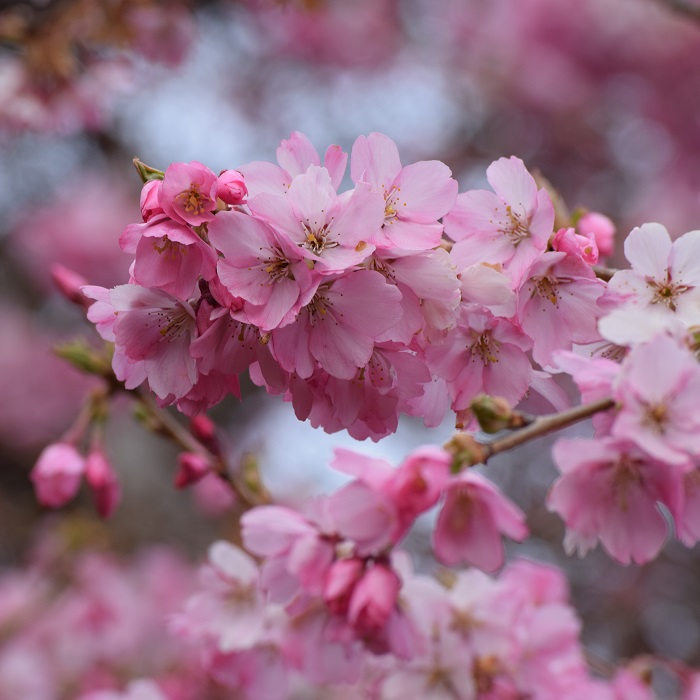 Cherry blossoms in Victoria BC