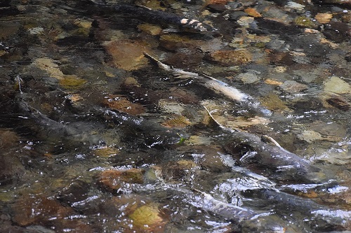 Salmon swimming upstream at Goldstream Provincial Park