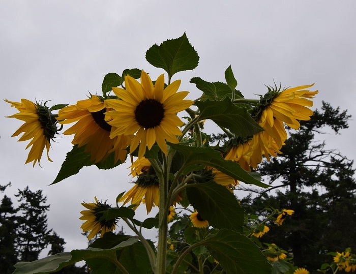 Sunflowers in mid September